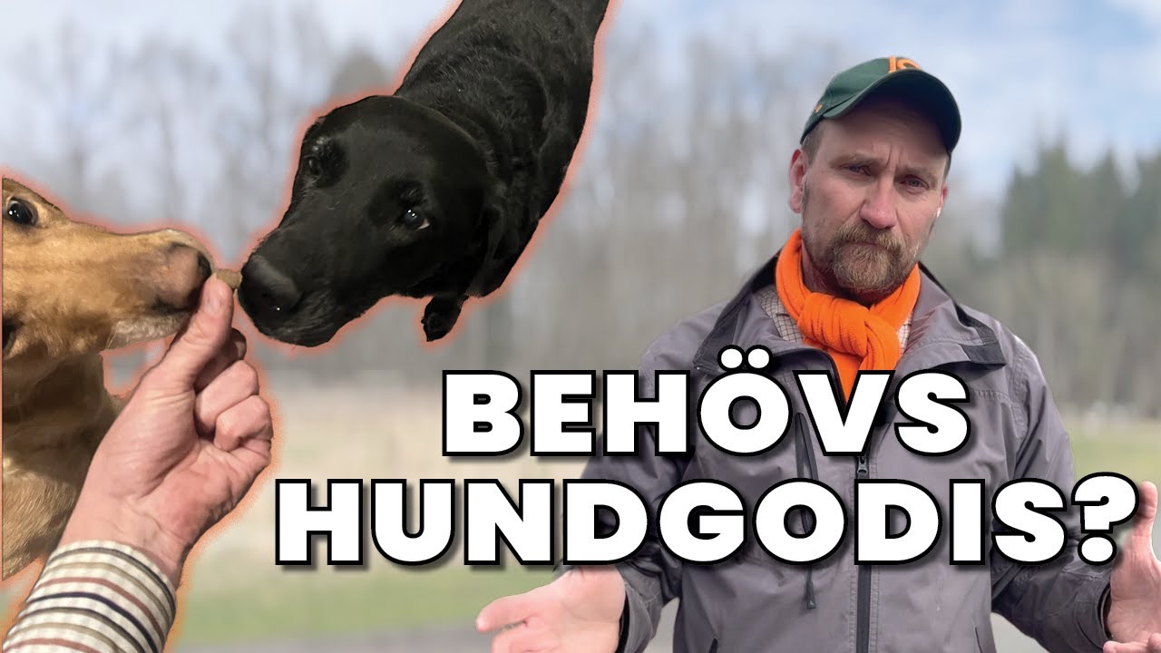 Varför tränar vi aldrig våra hundar med godis?