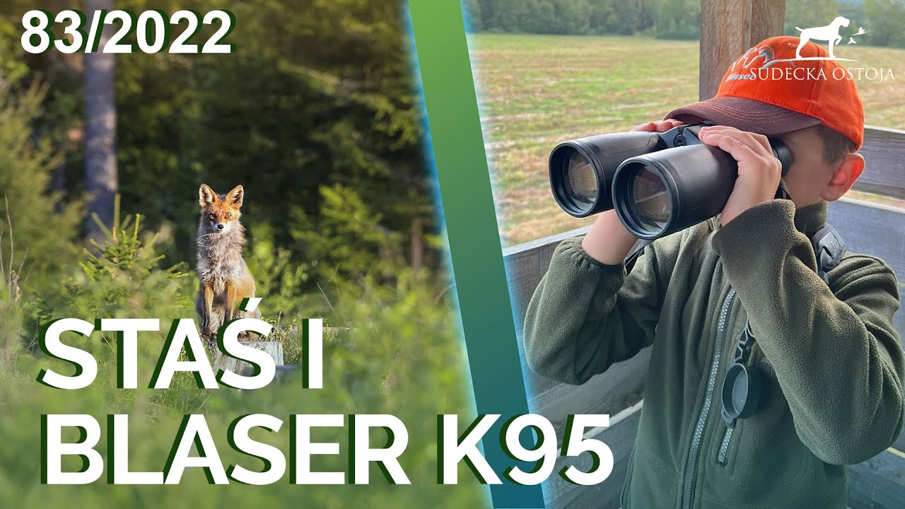 SUDECKA OSTOJA 83/2022 Staś i Blaser K95 Fox Hunting. Polowanie. Jagd Deer wildboar deerhunting hunt