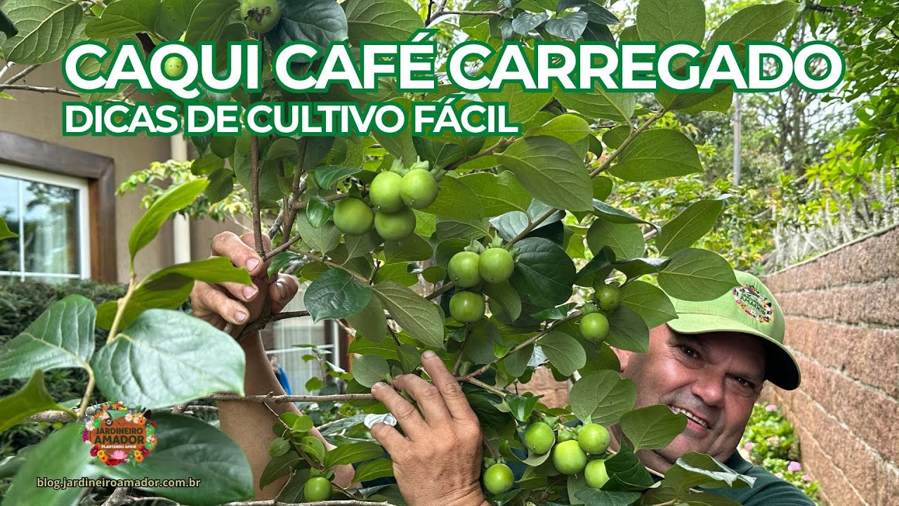 Caqui Café | Cultive Fácil no Pomar em Casa