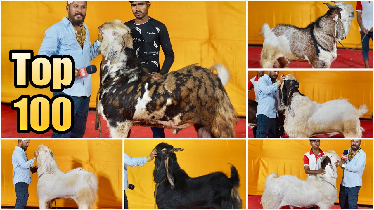 Top 100 Andul Goats of MD Goat Farm Mumbai - Ep 2