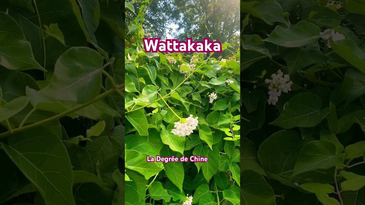 Wattakaka, D&eacute;gr&eacute;e de Chine. #vegetosphere #wattakaka #degrea