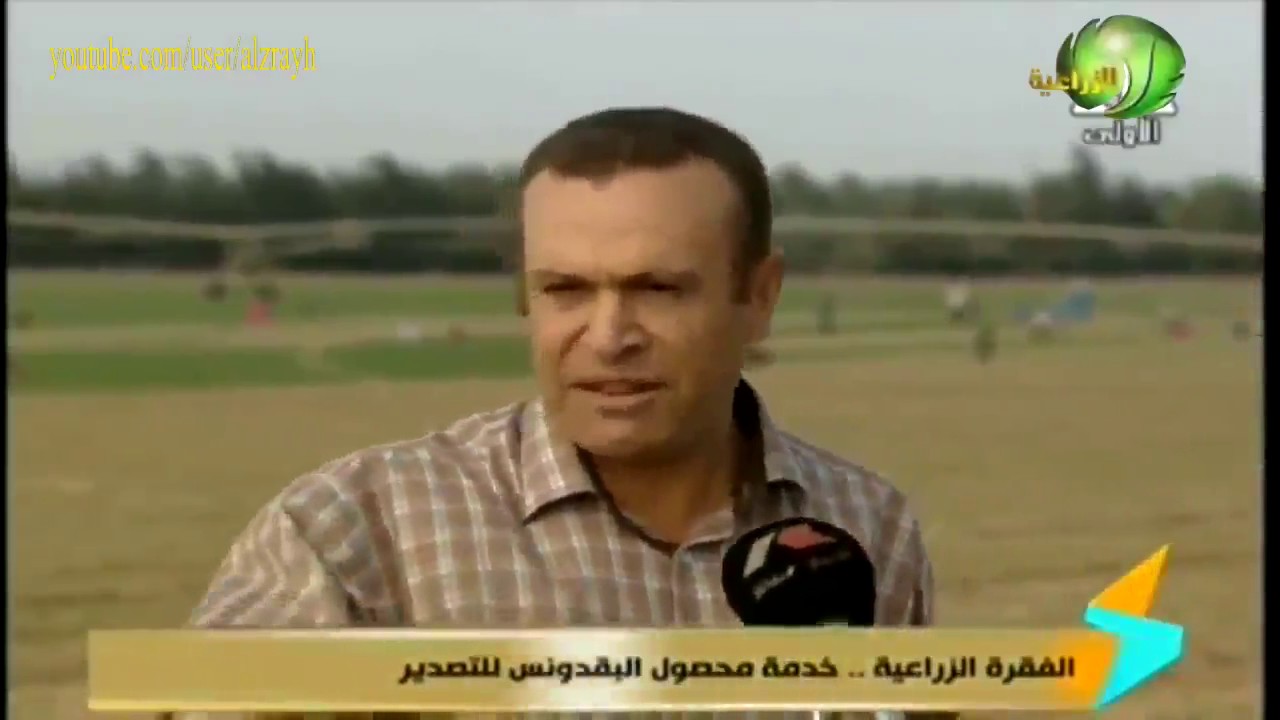 زراعة البقدونس للتصدير بالفيفورت انتاج الفدان وتجهيز الارض الزراعية والتسميد ومعاملات الحصاد