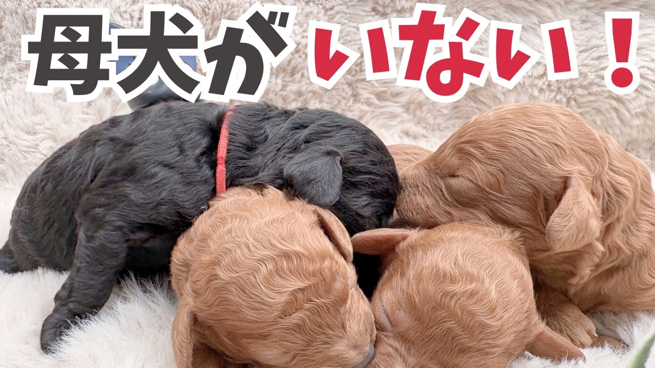 【出産5日目】ジジが急に子犬を見なくなりました…