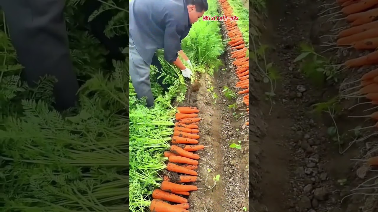 Harvesting carrots: Ridge planting loosens soil and boosts root growth #mixcraft #usacontent