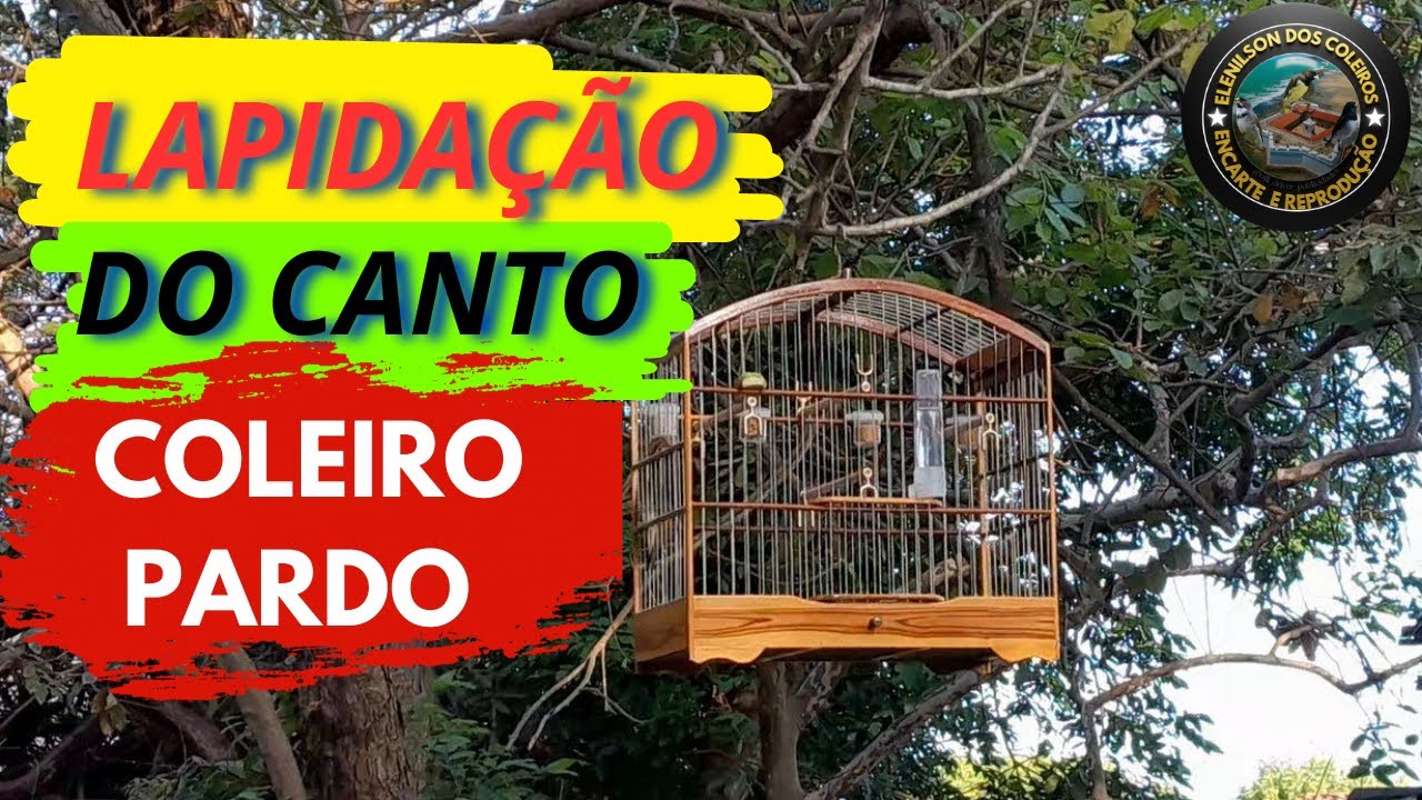 “SEGREDO DA LAPIDAÇÃO QUE FAZ O COLEIRO PARDO ESTOURAR!”O SEU CANTO