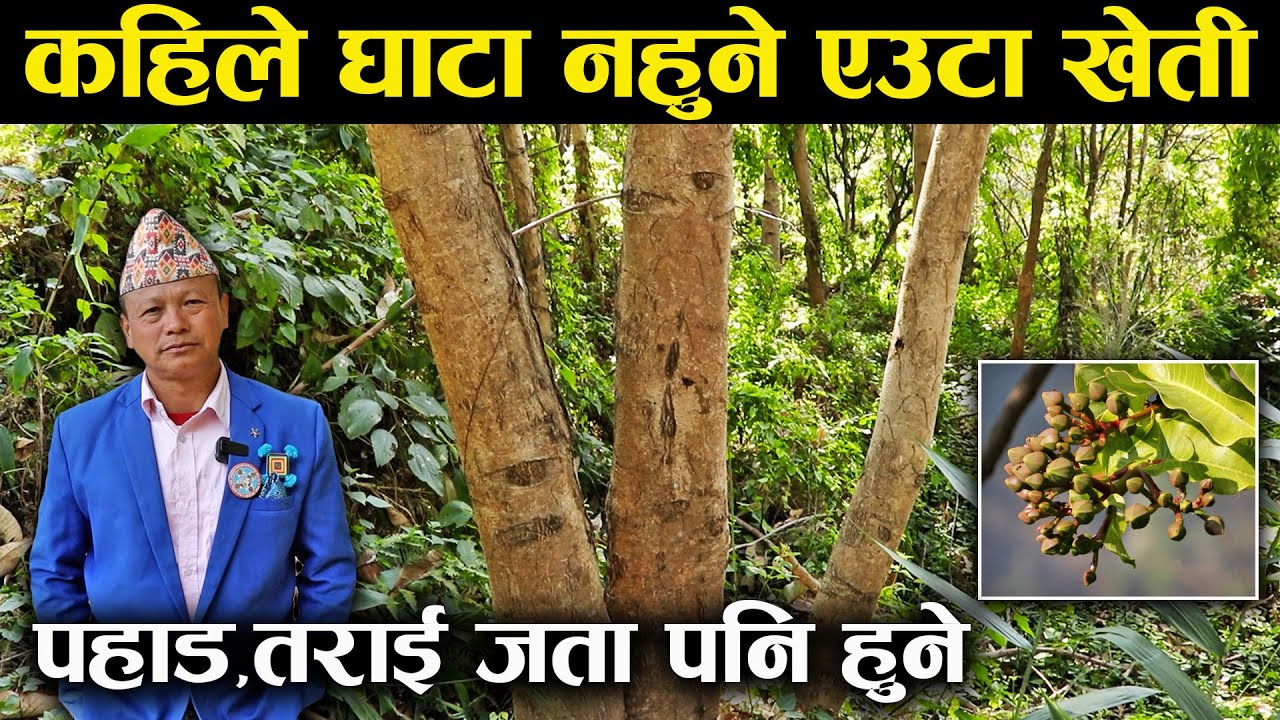 कहिले घाटा नहुने एउटा खेती,पहाड-तराई जता पनि हुने