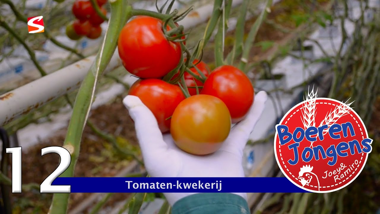 BOERENJONGENS aflevering 12 - TOMATENKWEKERIJ