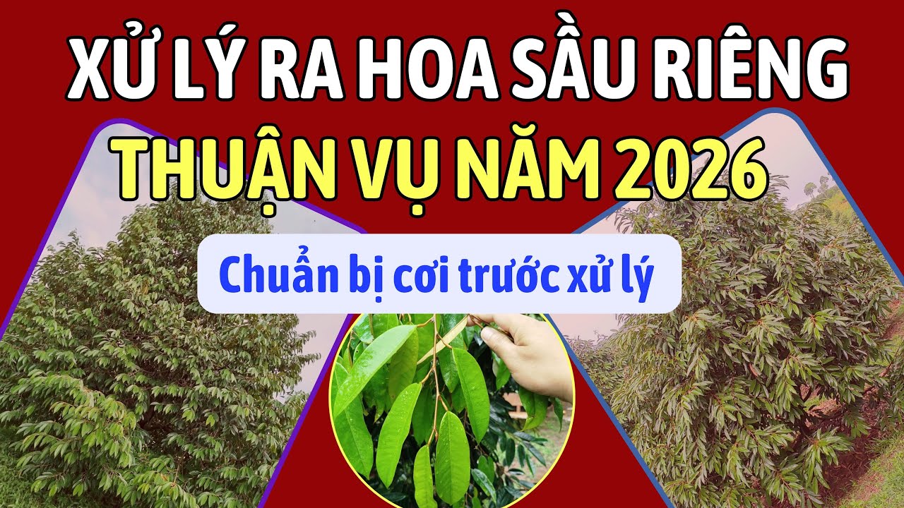 Thuận vụ sầu riêng năm 2026 | Các thông tin cần nắm rõ về cơi xử lý ra hoa | Mùa vụ từng vùng miền