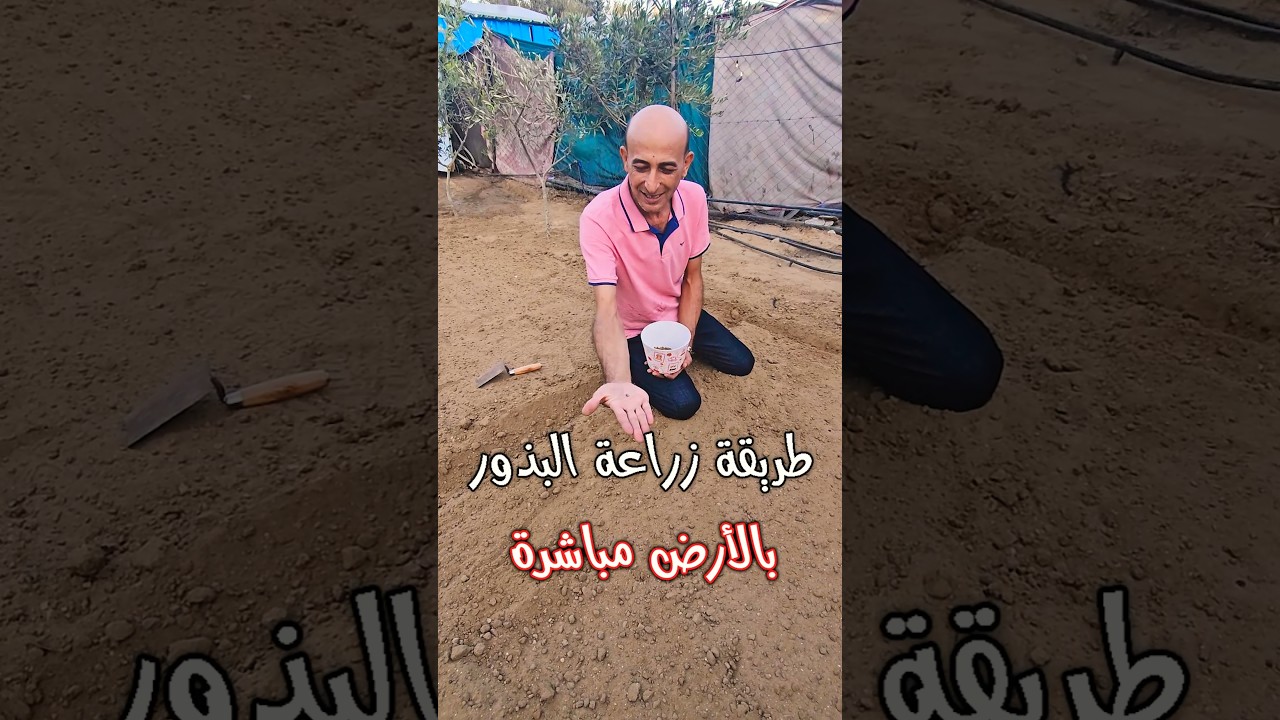 طريقة زراعة بذور النباتات في الأرض #gaza #غزة #plants #نباتات