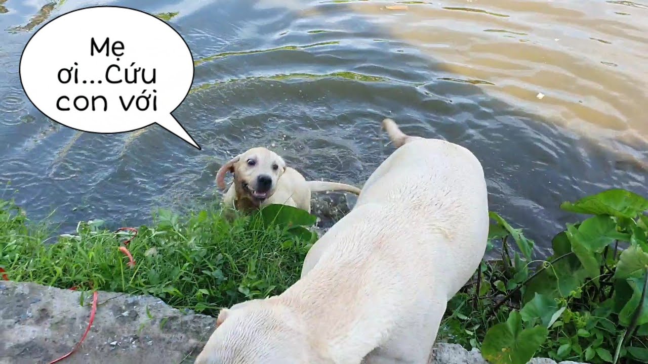 Bắt quả tang Kim Chi lén lút tắm ao - Chó mẹ dạy chó con tập bơi cực hài | My dogs ​​love to swim