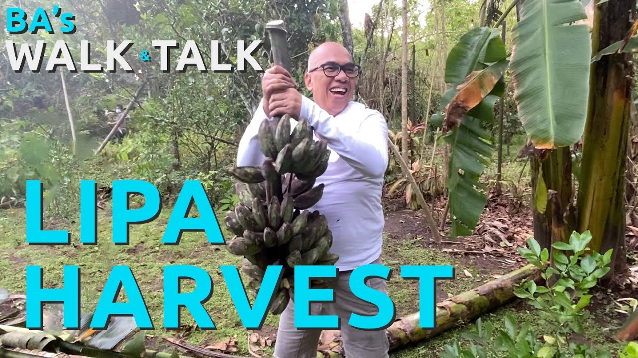 BA's Walk & Talk: Lipa Harvest