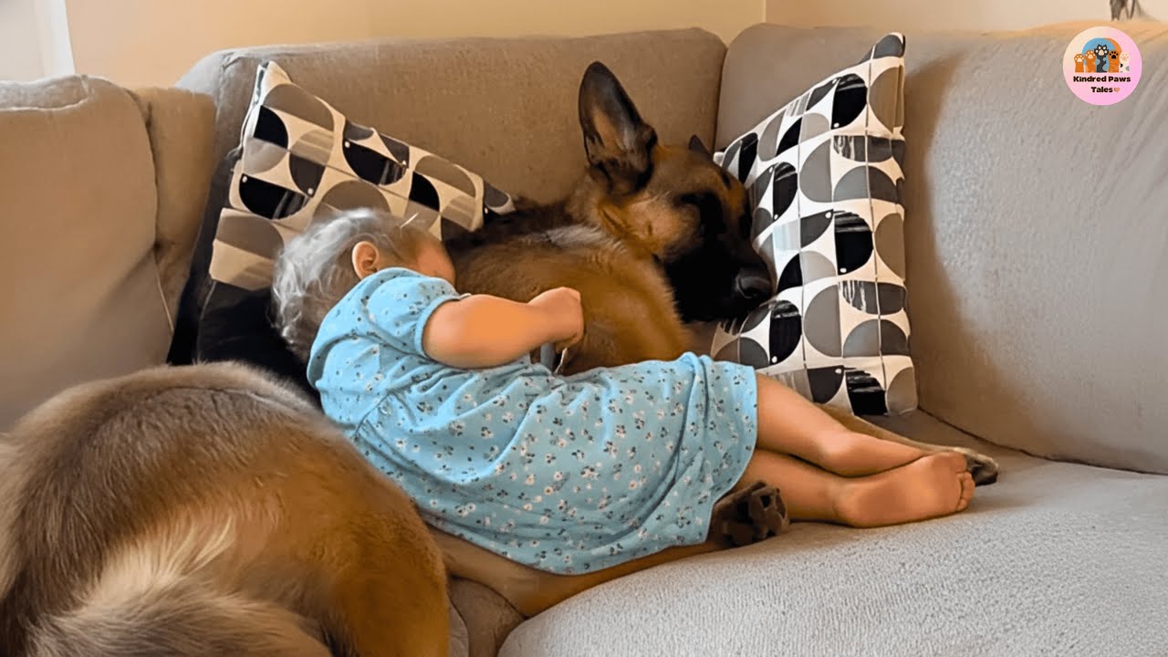 Goofy the German Shepherd Thinks He’s a Baby — and Follows the Toddler Everywhere