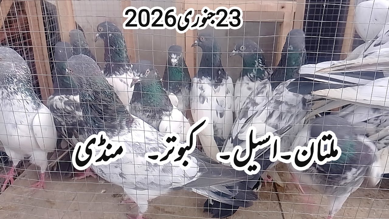 ملتان کبوتر منڈی| multan kabootar mandi| multan kabutar mandi| Ch Junaid aseel pegions| 