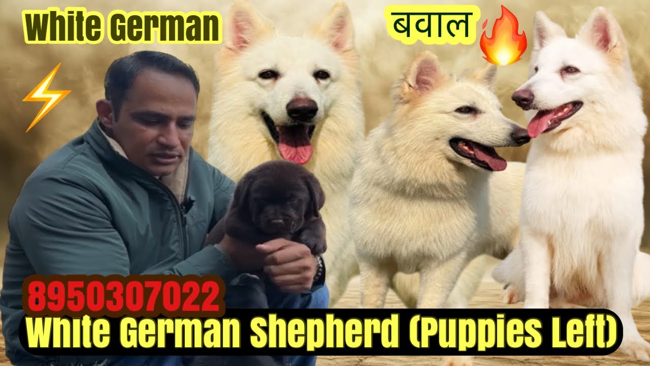 White German Shepherd Champion Bloodline | Puppies Left 🐶