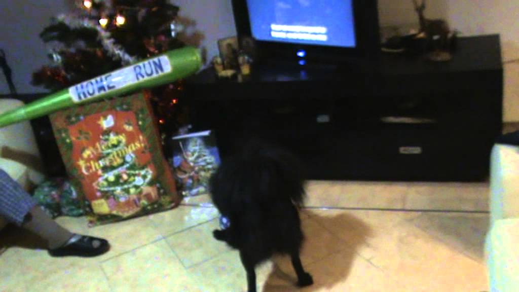 Swedish Lapphund- De Craciun