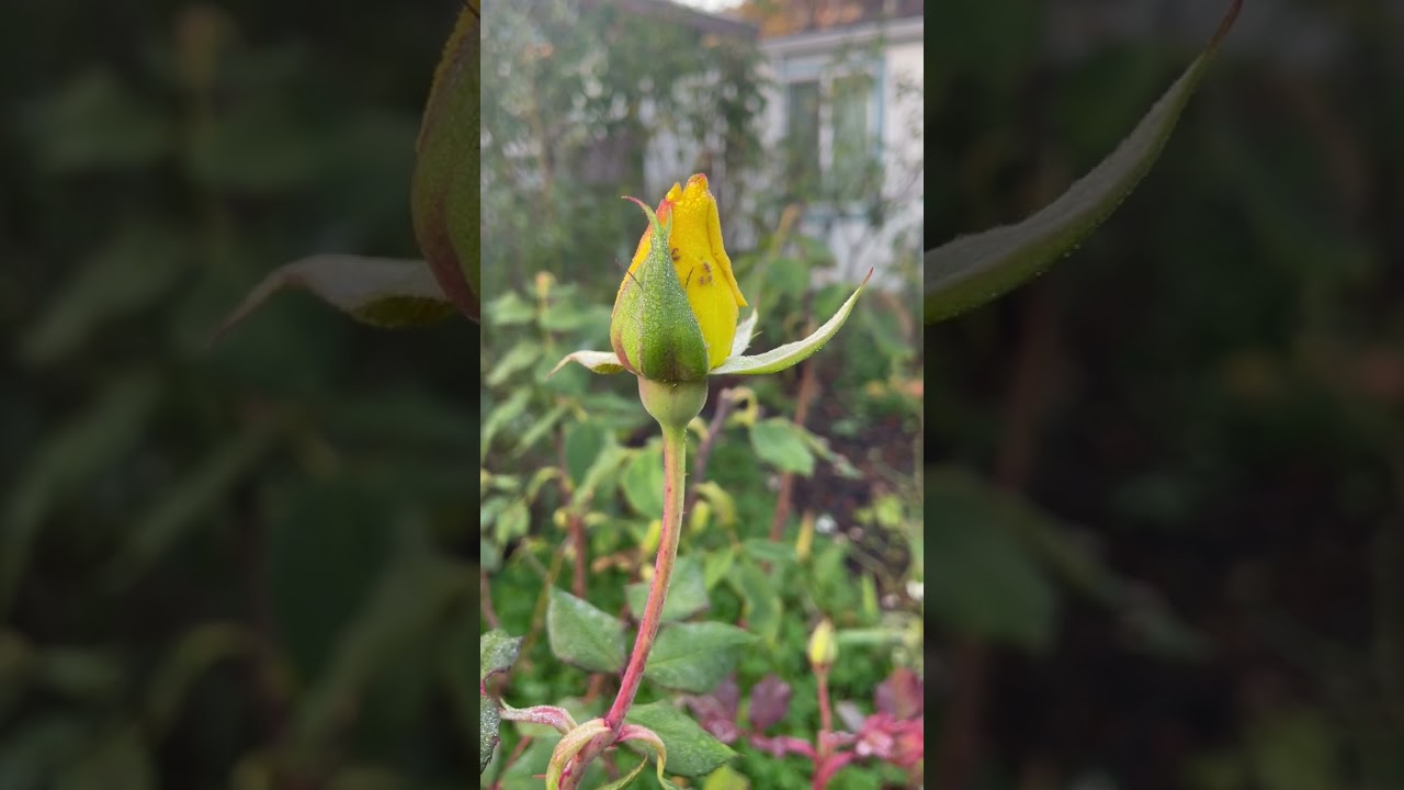 Emerging Radiance: The Beauty of a Yellow Rose Bud #nature #gardenserenity #rose