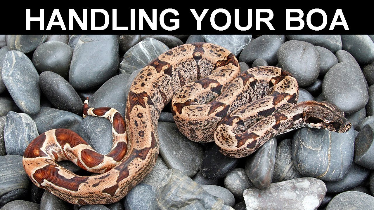 Handling Your Boa Constrictor