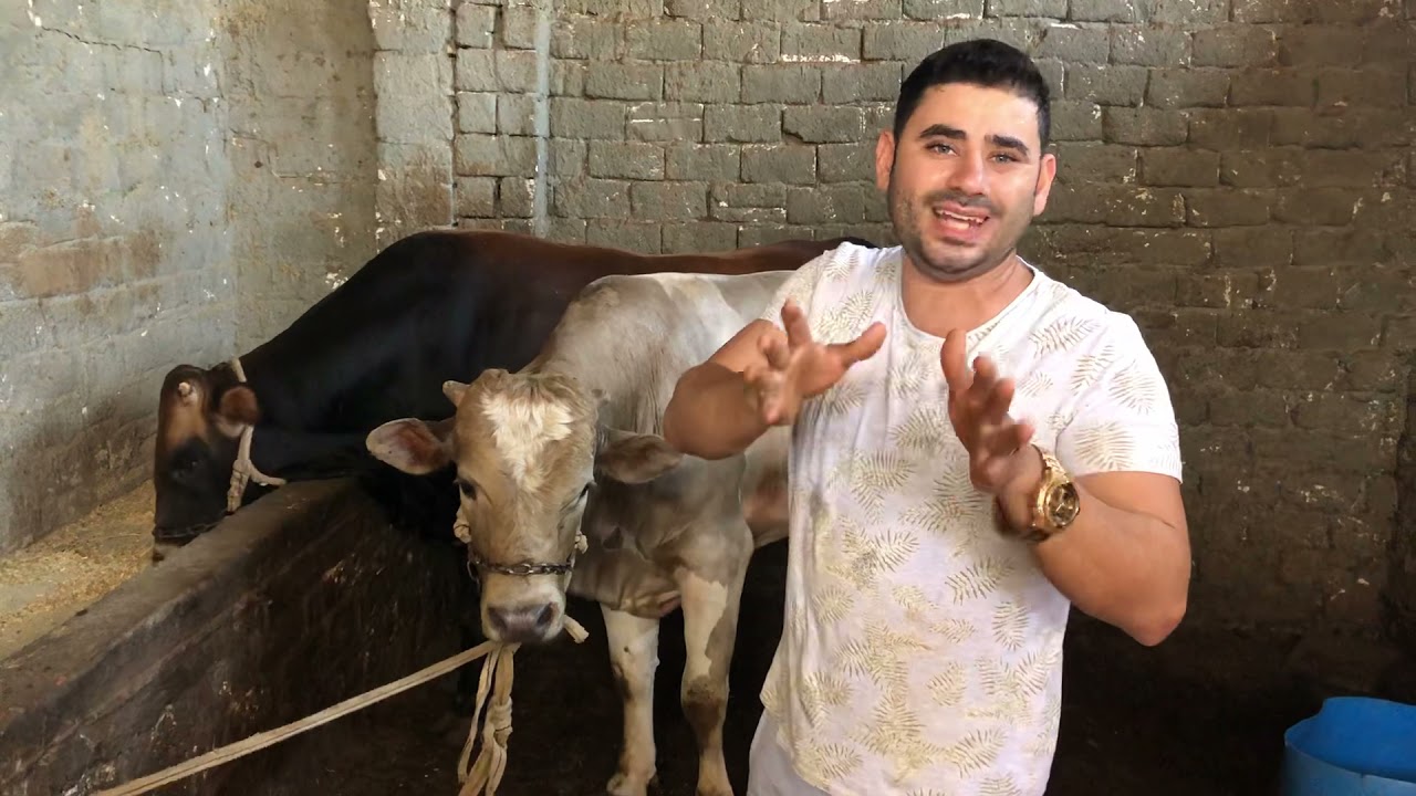 كيفية أختيار عجل الاضحيه وتحديد السعر الغالي افضل ام الرخيص❗️❗️ هام جدا جدا لكل مضحي عيد سعيد