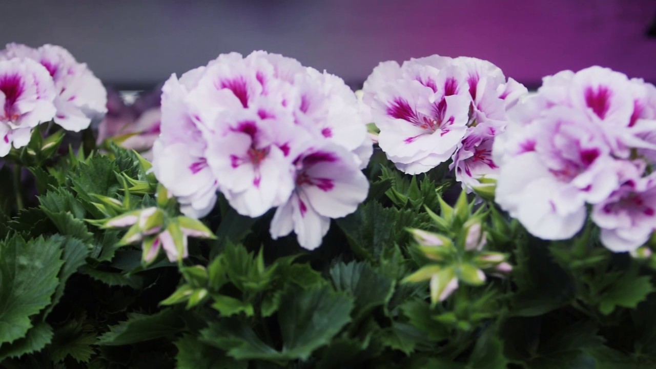 AFLEVERING 1 Franse Geranium kwekers - Veredeling en aardwarmte bij Kwekerij Apartus