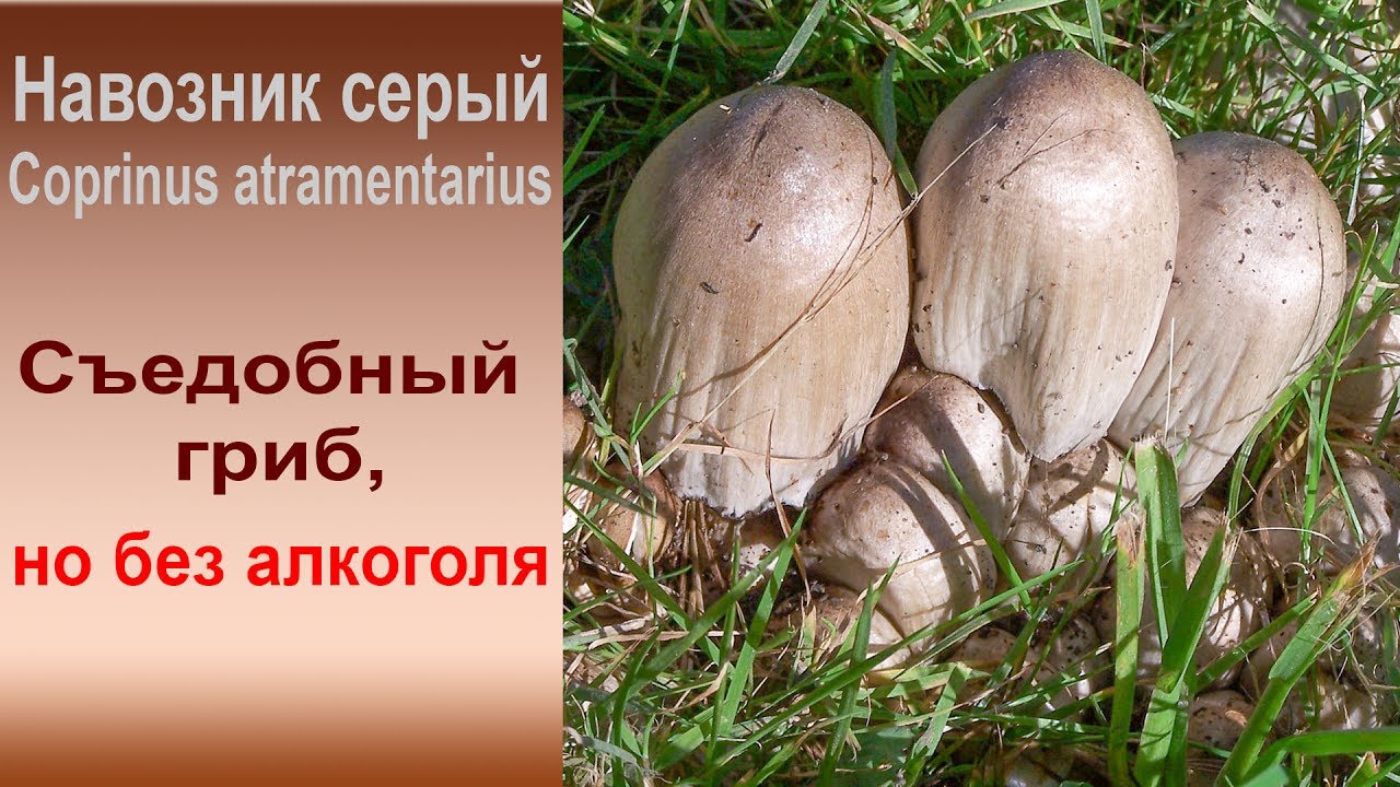 Съедобный, но без алкоголя. Навозник серый - Coprinus atramentarius.