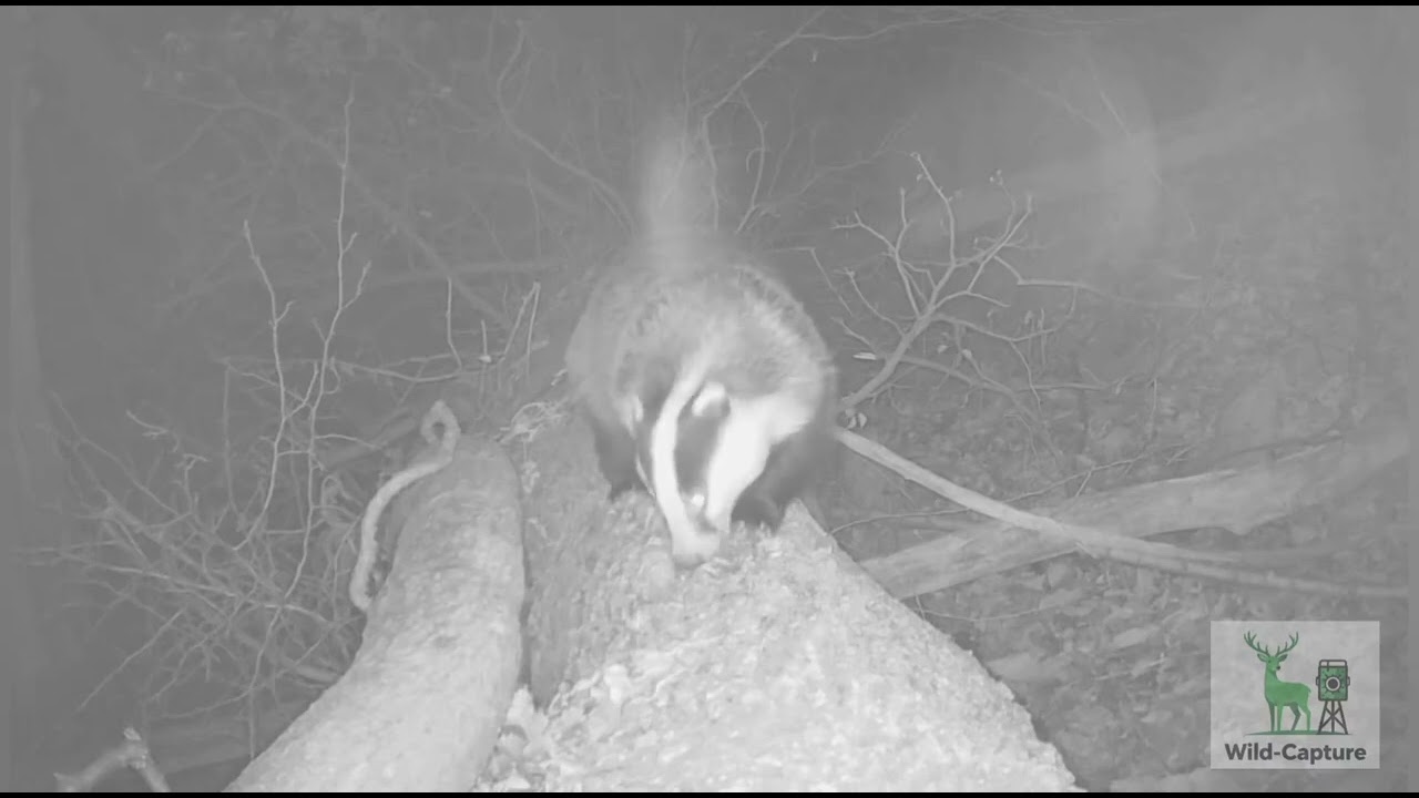 Quando il tasso scopre la fototrappola… sul tronco ripreso a pochi centimetri🎥🦡