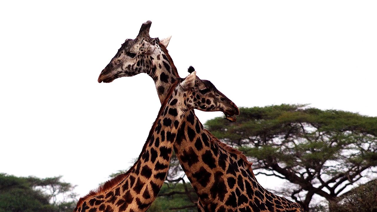 SALZIGER STAUB = 'Amboseli' - Kenya - 2025 - DOK-Film - Safari-Reisereport - Dauer ca. 132 Minuten