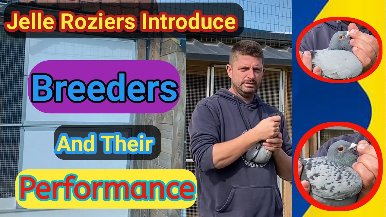 Jelle Roziers Shows His Best Pigeons | Racing Pigeons | Jelle Roziers