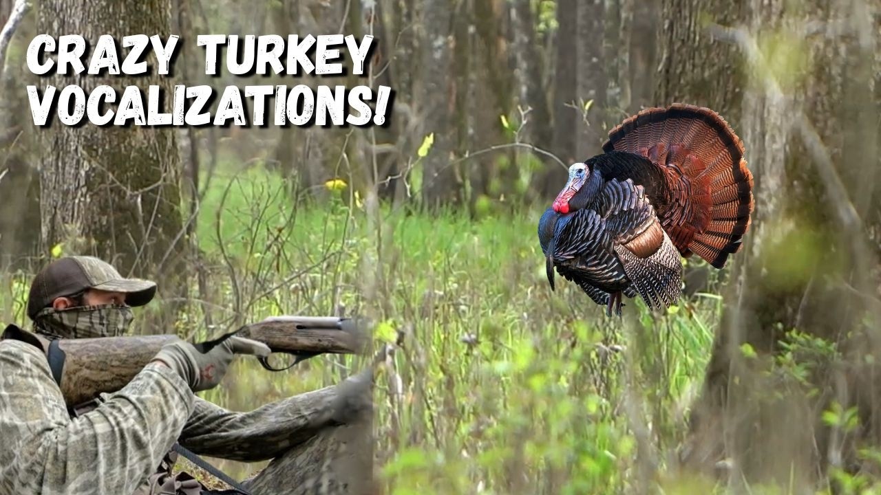Mississippi Turkey MID-DAY! | PUBLIC land!