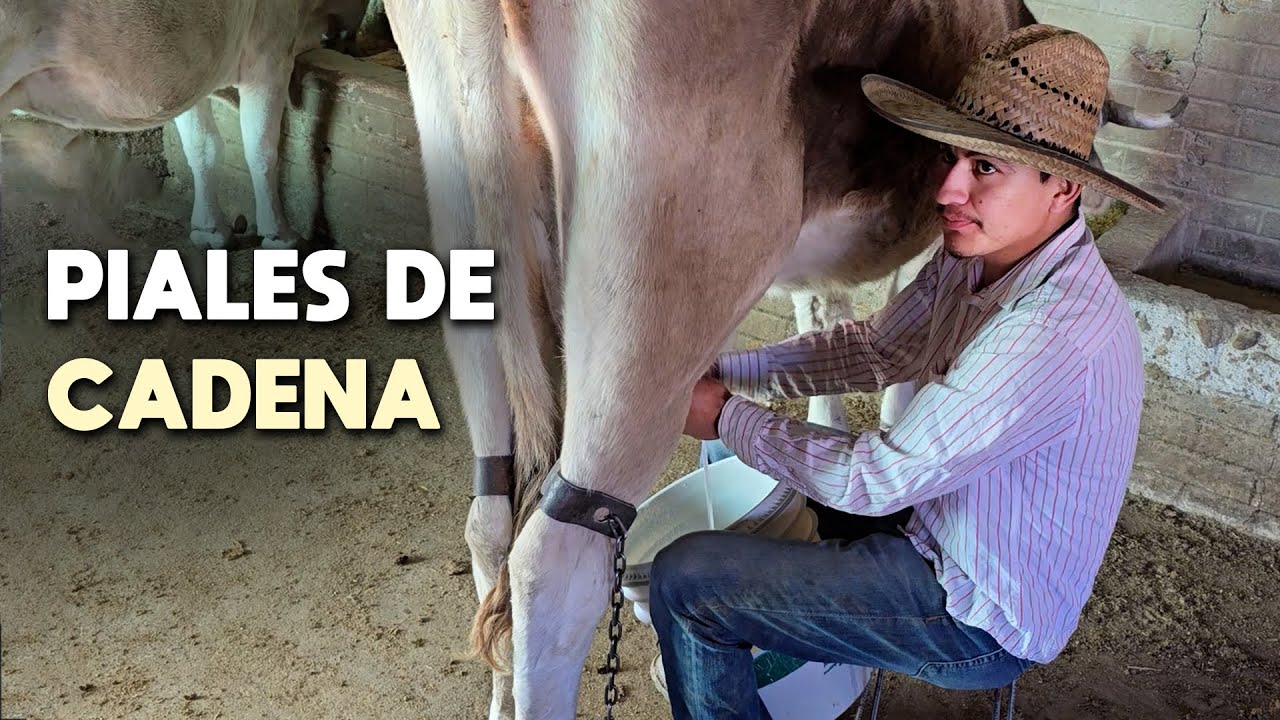 AQUÍ EN EL RANCHO HAY MÁS SOBREVIVENCIA QUE EN LOS PUEBLOS