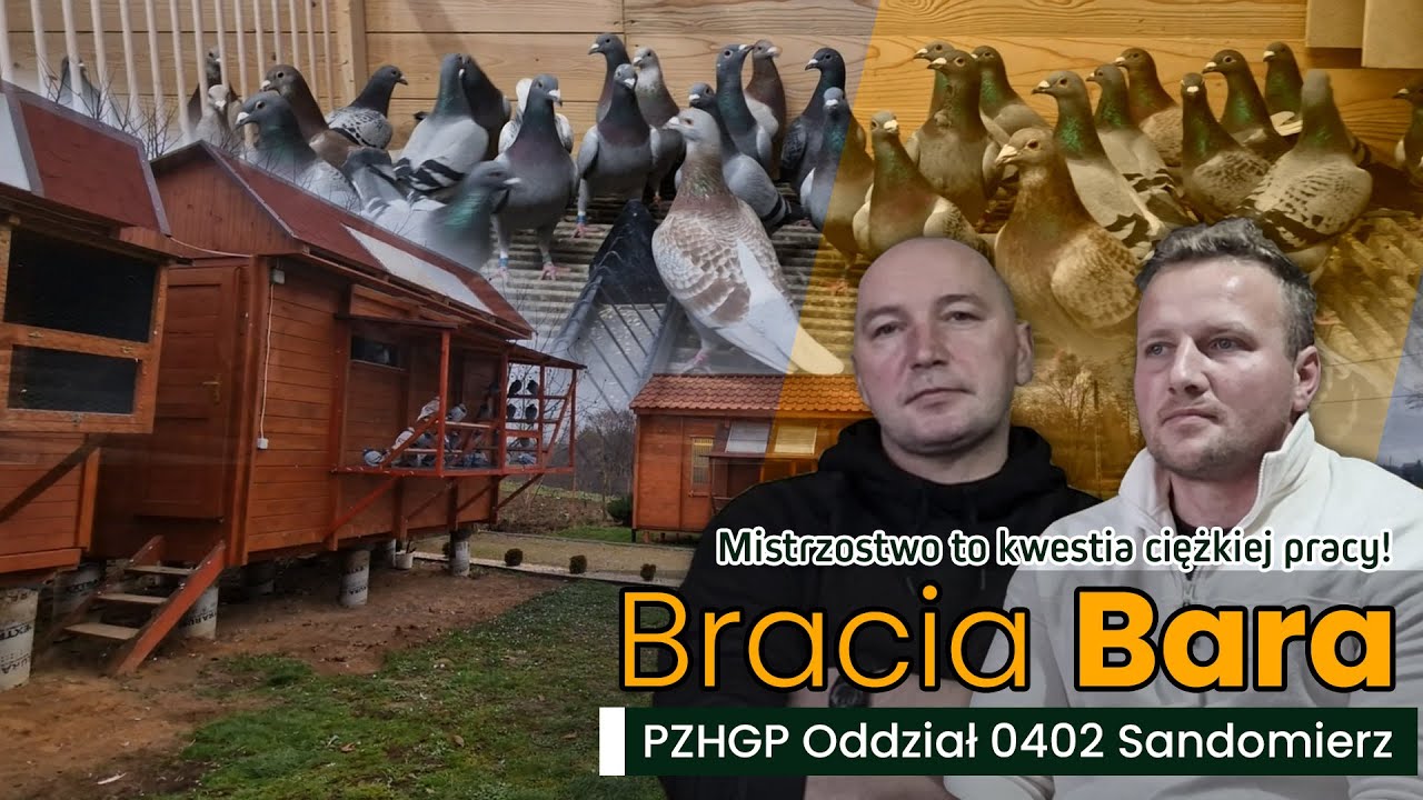 Mistrzowska hodowla Braci Bara -Recepta na sukcesu!!🏆🥇 PZHGP 0402 Sandomierz - 3X Mistrzostwo 2022🏆🥇