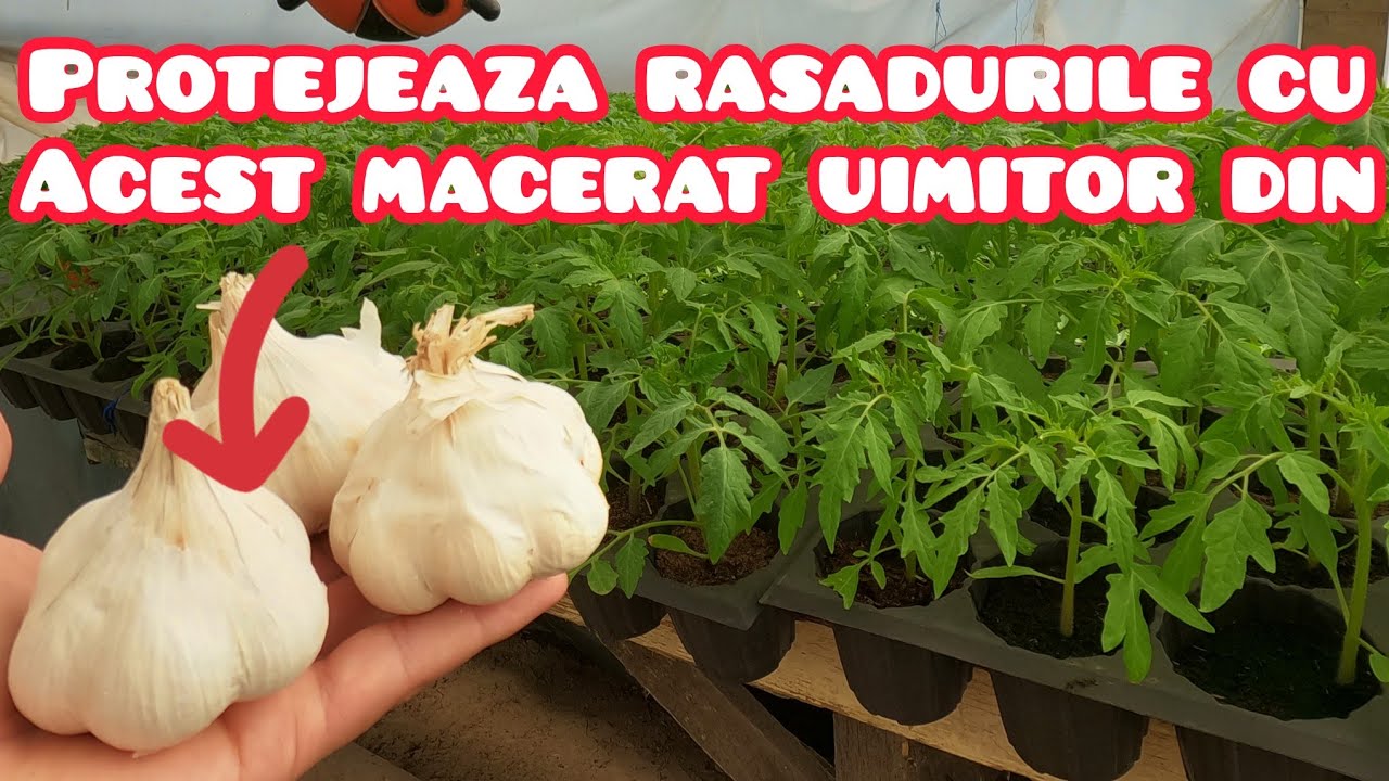 Cum să-ți protejezi rasadurile cu macerat de usturoi | Ghid pas cu pas