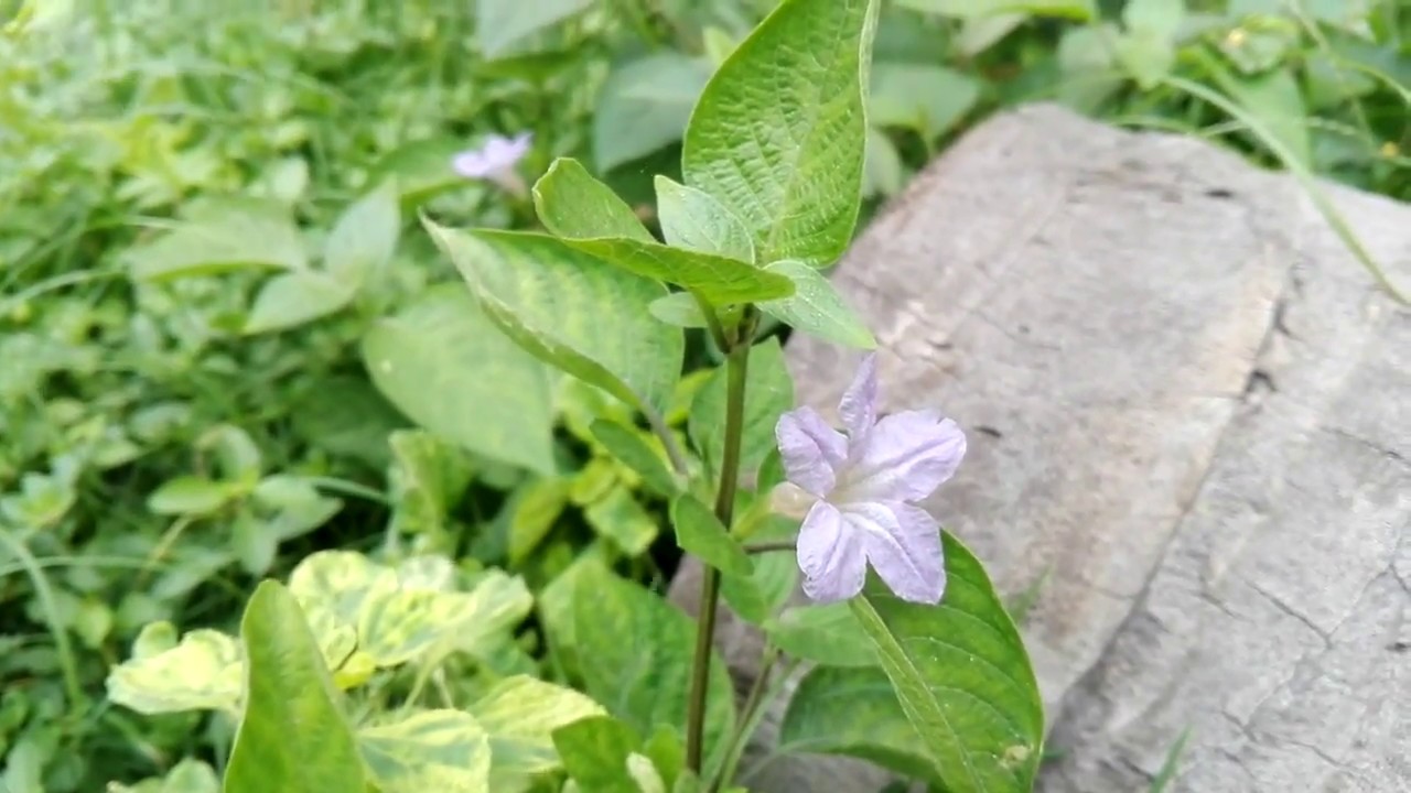 Carolina wild petunia