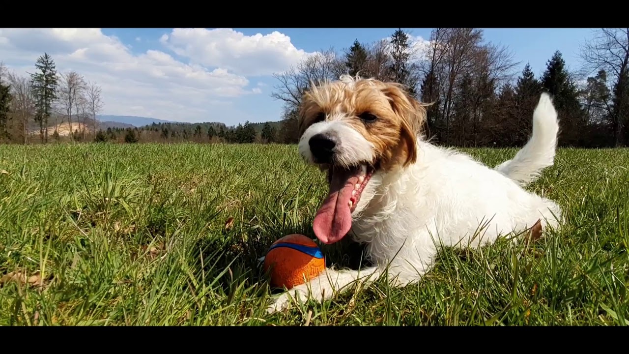 PARSON RUSSELL TERRIER HUNTING DEER