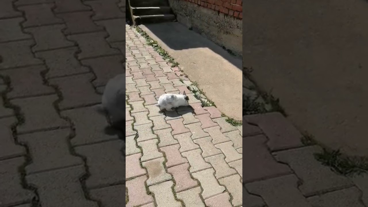 moj zeka peka