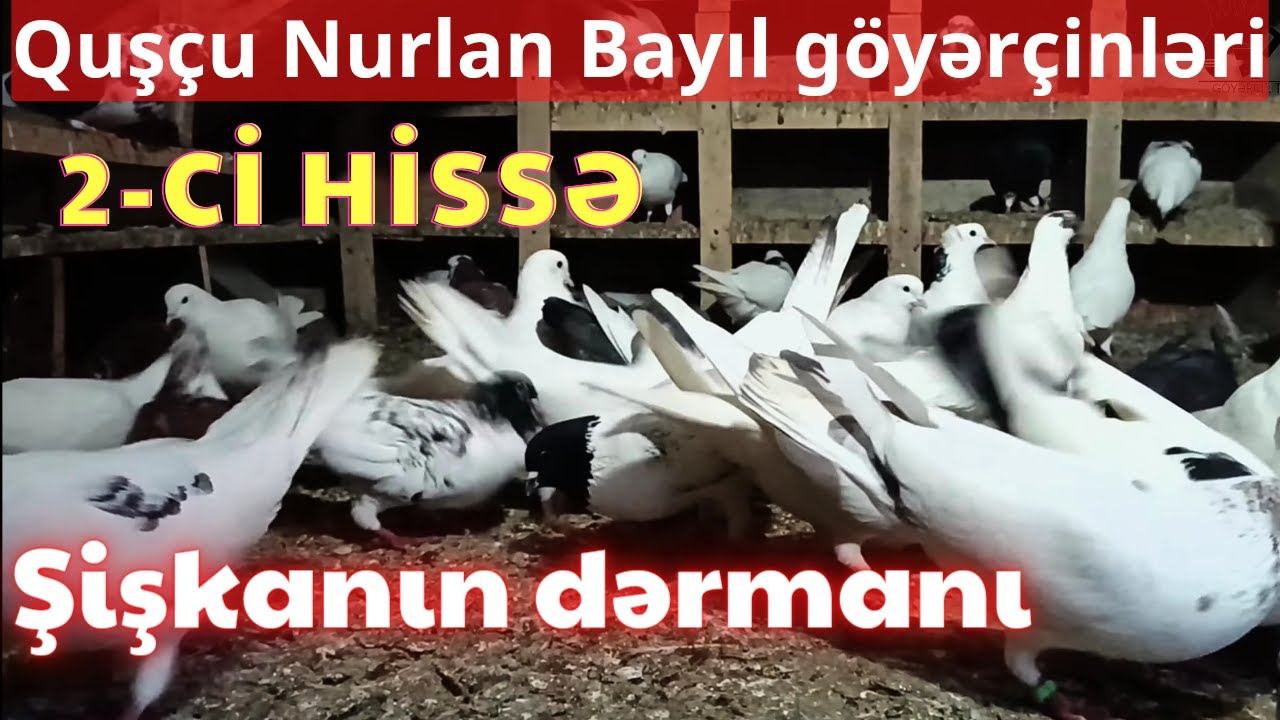 Quşçu Nurlan 2-ci hissə/ Göyərçin xəstəlikləri/ Şişkanın dərmanı