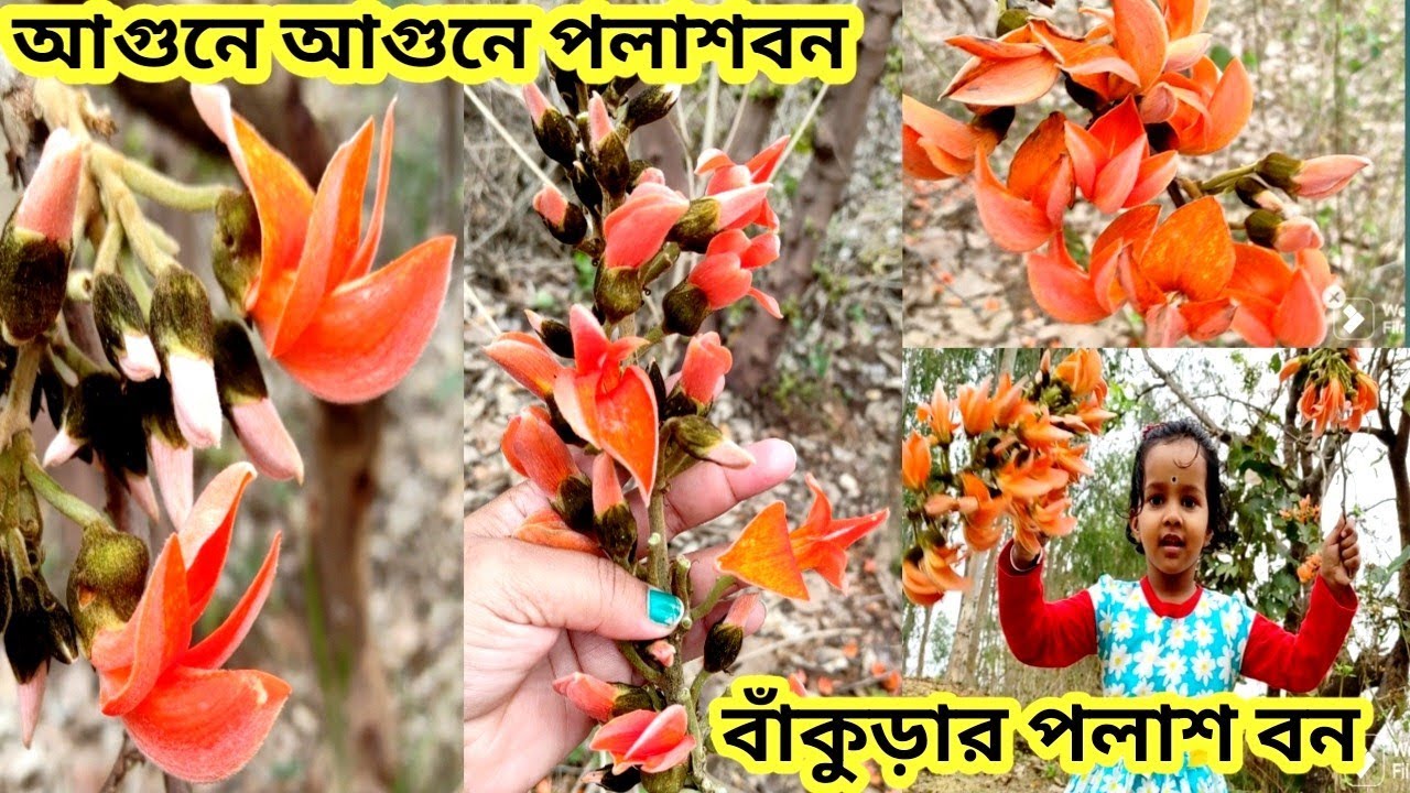 লালে লালে পলাশ বন || বাঁকুড়া জেলা অপরূপ সৈন্দযে মেতেছে #mybengalilifestyle