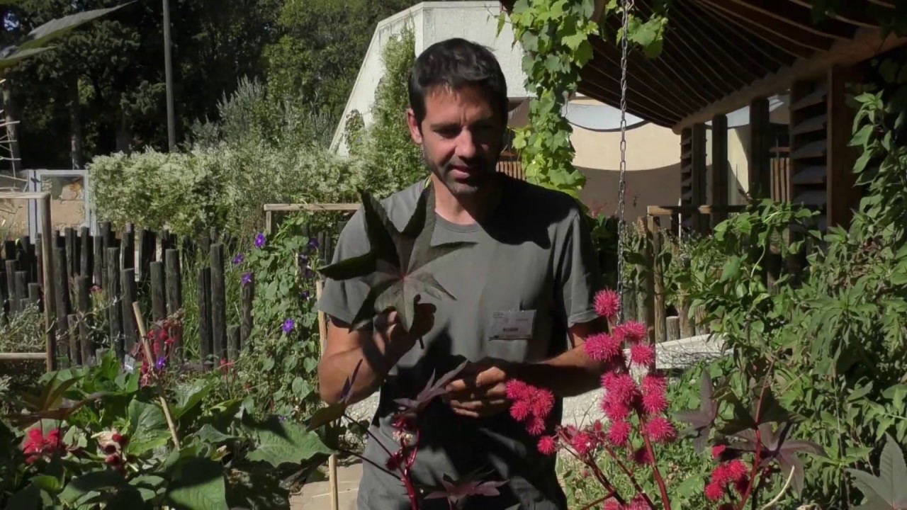 Surprenant vivant #12 - Le ricin