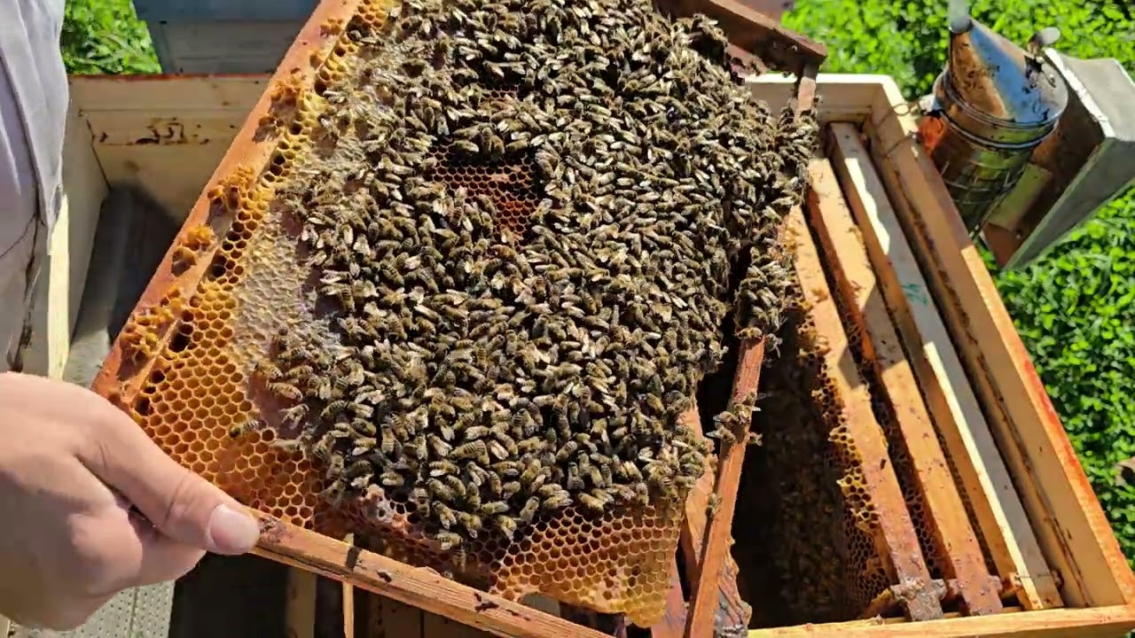 Cum protejam albinele de frig si consumul mare de hrană ⁉️🐝🐝