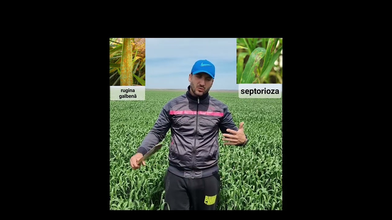 Boli la cultura de grâu 🌾
