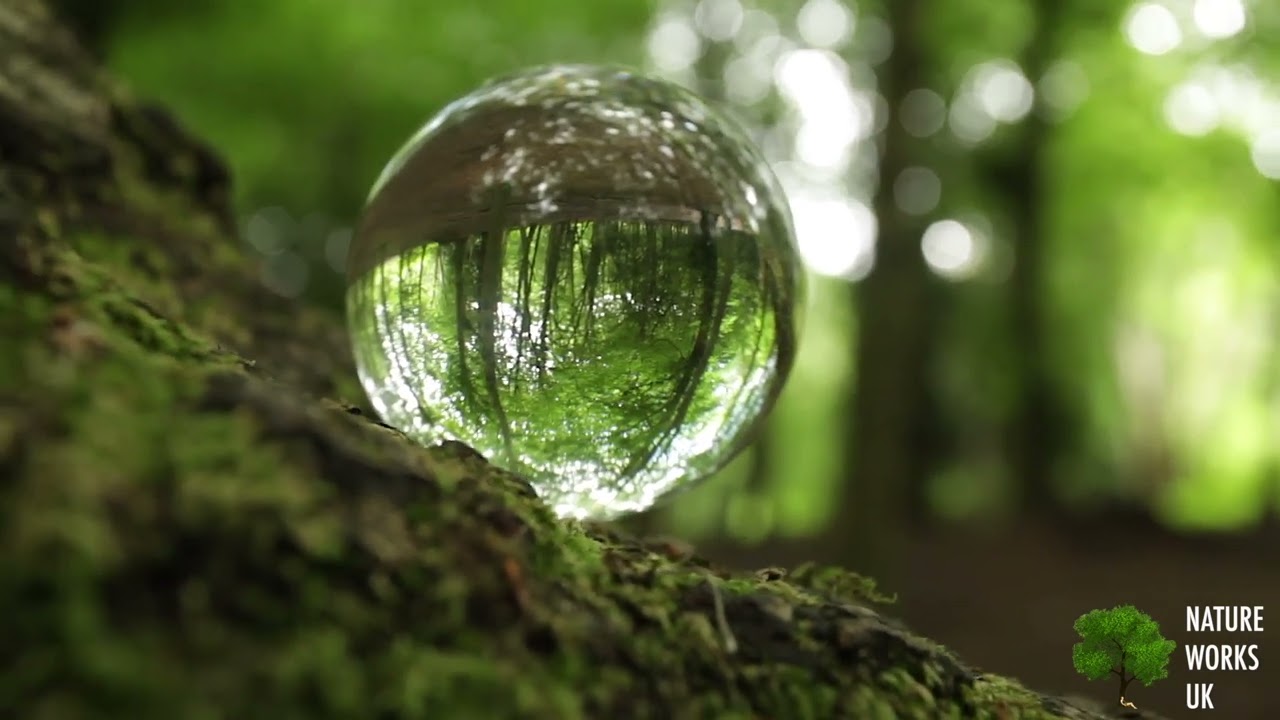 Forest Bathing with Nature Works UK