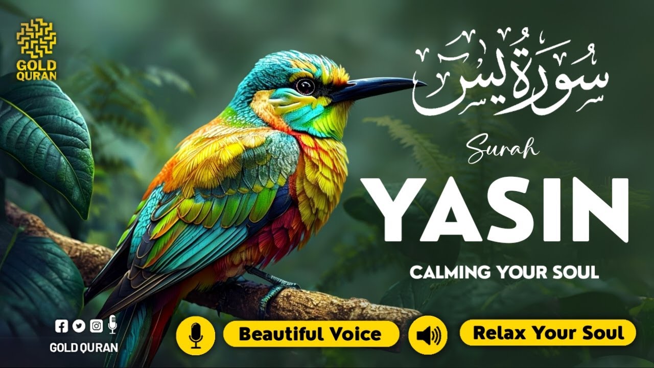 Calming Surah Yasin for Peaceful Sleep, Stress Relief & Mental Health ✦ Surah Yaseen Tilawah