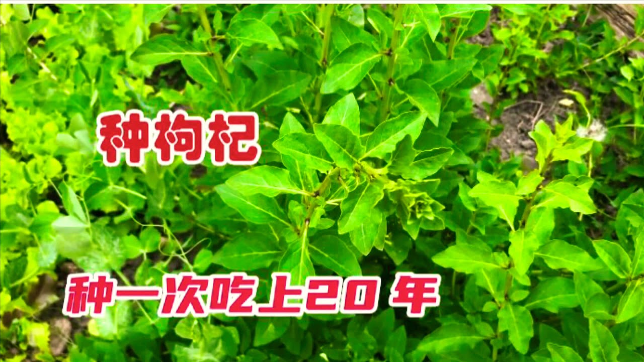 六月份必种的菜：种一次就能吃上二十年枸杞菜、施肥、扦插、