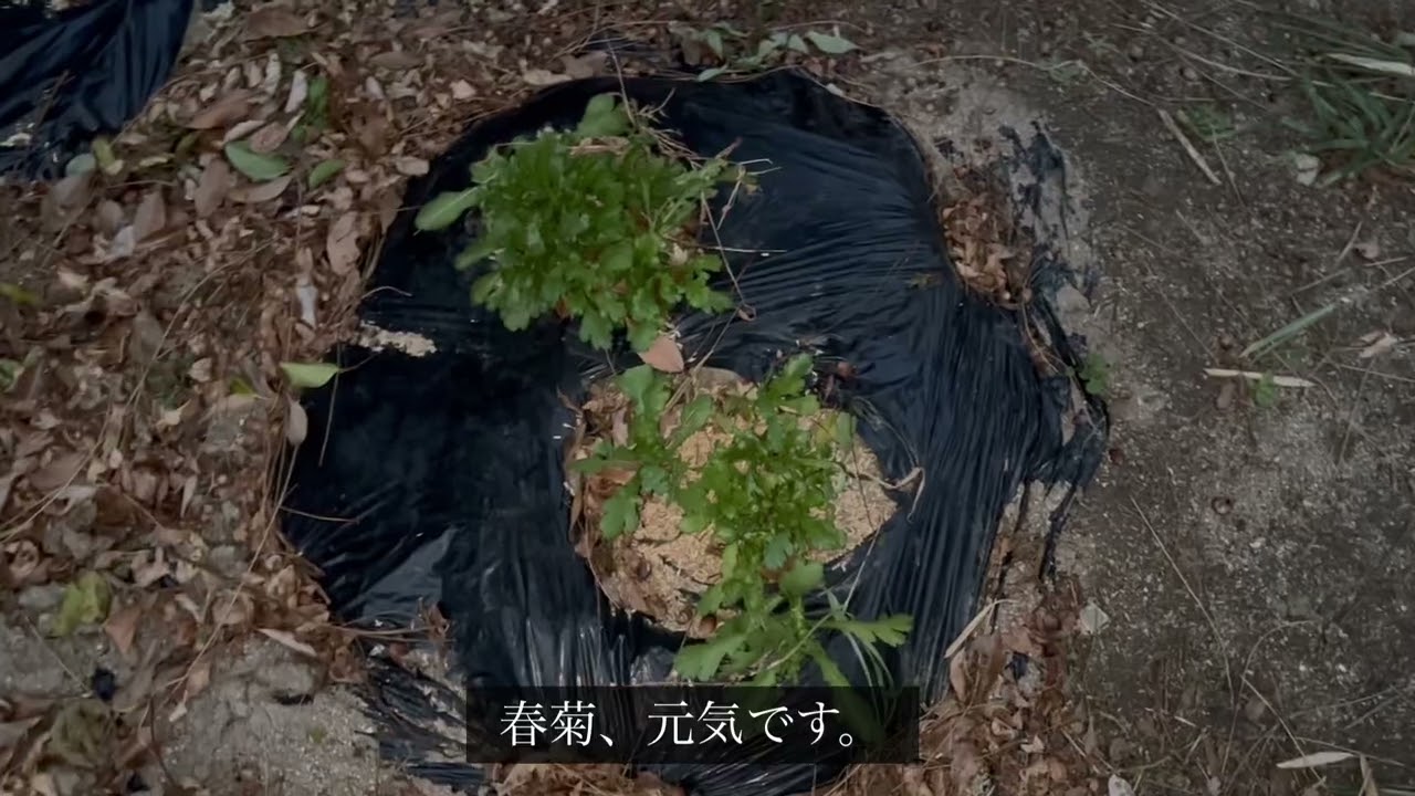 2026年1月6日 にんじん・そら豆・春菊・大根・ほうれん草