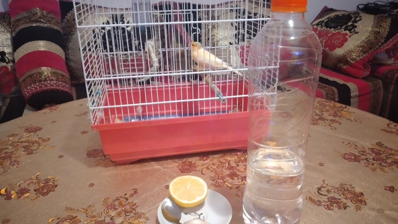 ricetta per canarine aglio e limone.🦜🕊🦋🐞🤷‍♂️