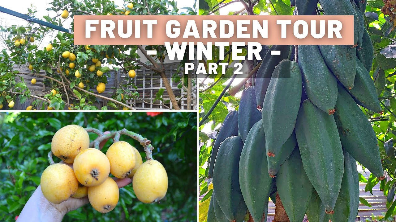 Food forest fruit tour - Babaco, avocado, taro, tamarillo, mulberry, kangaroo apple - Winter Part 2