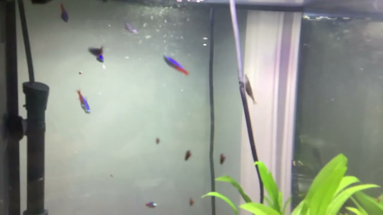 My Neon Tetra And Ammano shrimp tank
