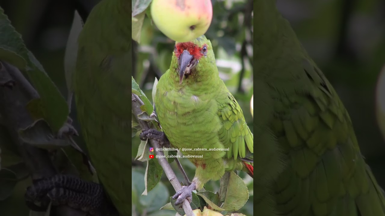 Loro Choroy 🦜#viralvideo #shorts #loro #followme