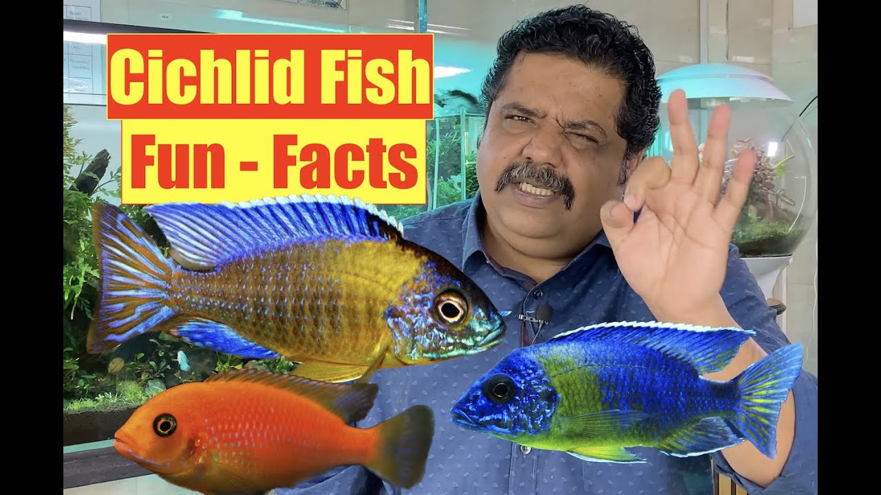 Colorful Cichlid Fish Aquarium | Fun Facts | Mayur Dev Aquascaper | African Cichlids Natural 4K