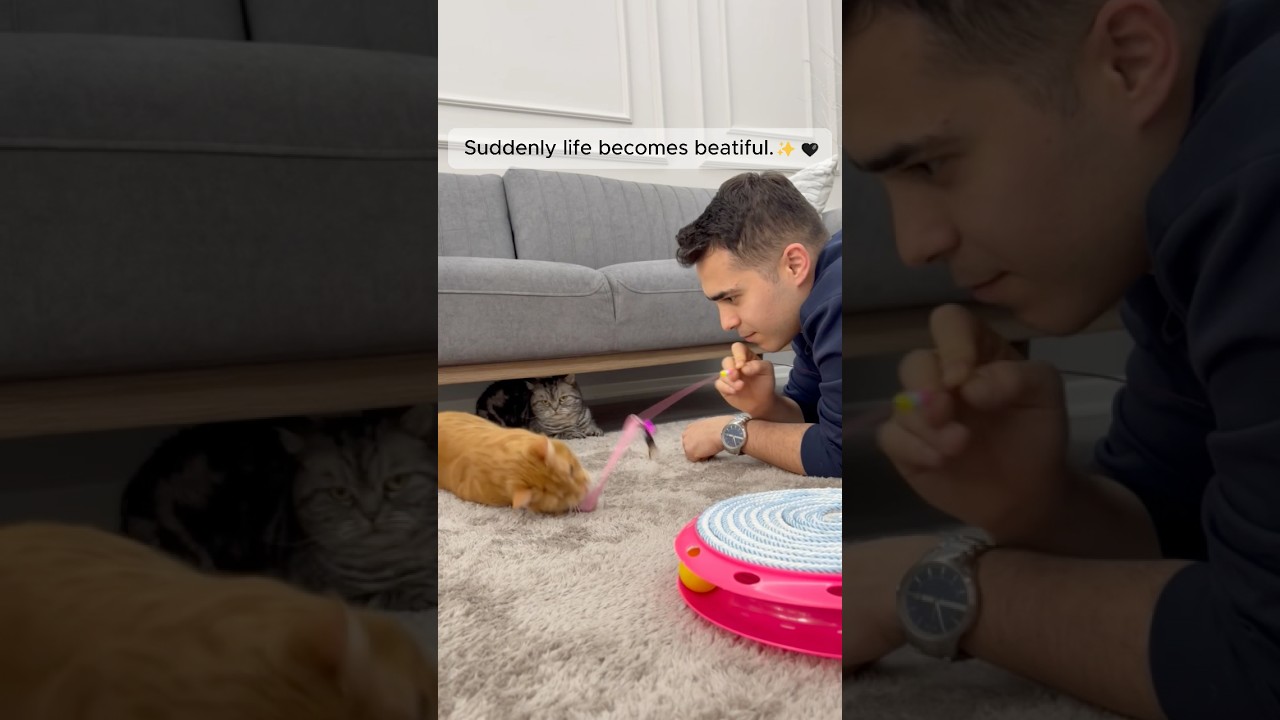 My Life Before and After Owning a Cat 🐾 #cat #funnycat
