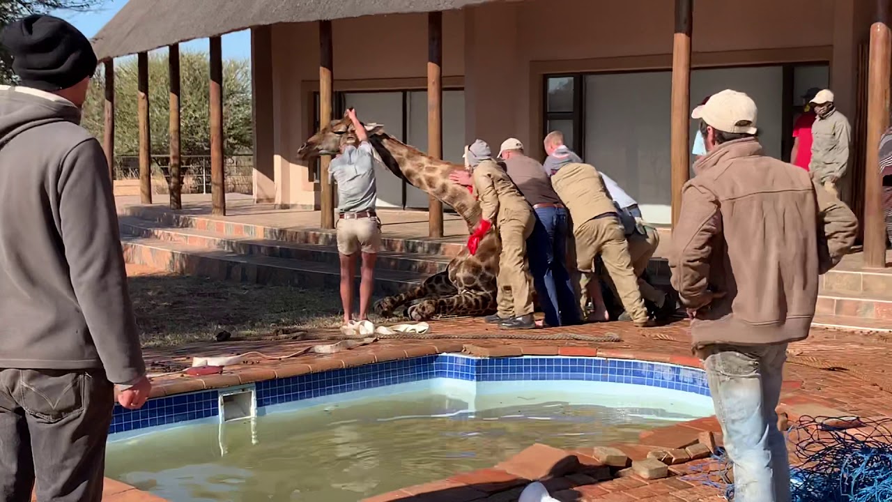 Giraffe rescue